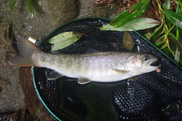 IMGP2534_R