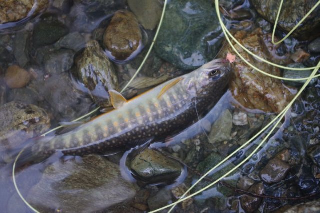 IMGP2619_R
