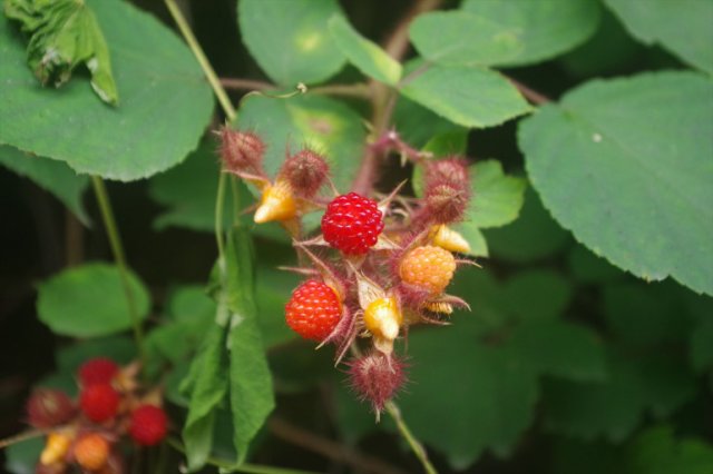 IMGP2737_R