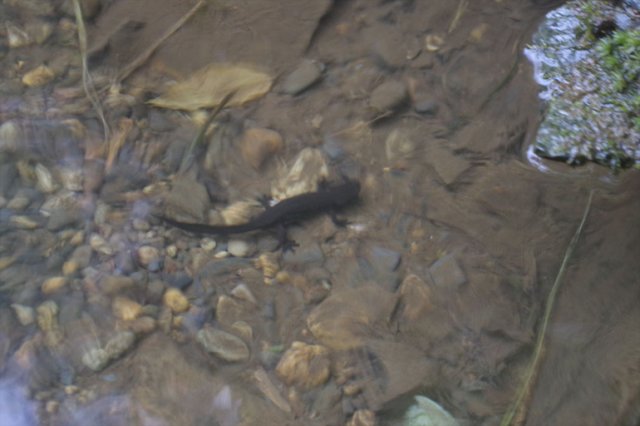 IMGP2868_R