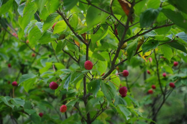 IMGP3045_R