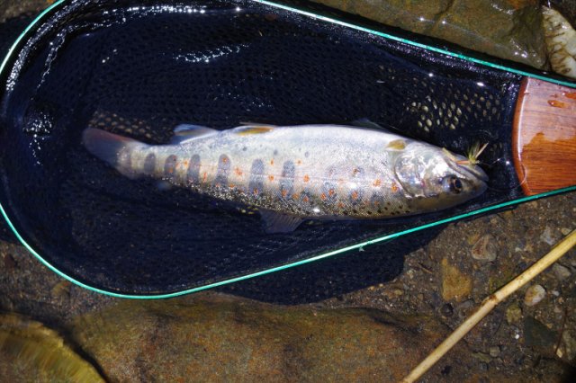 IMGP3926_R