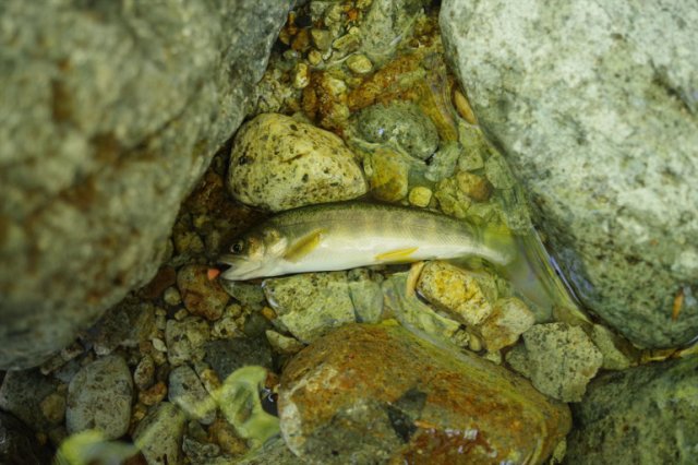IMGP4822_R