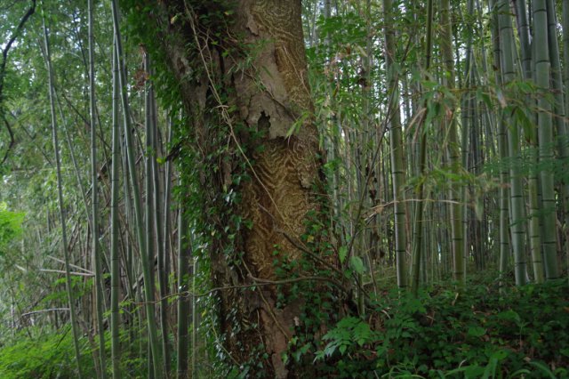 IMGP5583_R