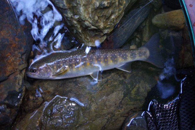 IMGP5855_R