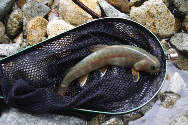 IMGP5943_R