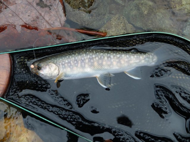DSCF0411_R