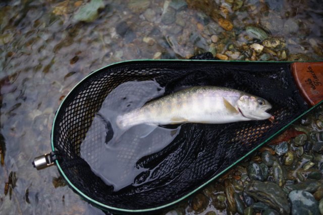 IMGP6096_R