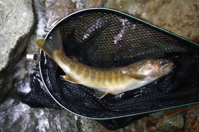 IMGP6297_R