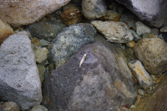 IMGP8885_R