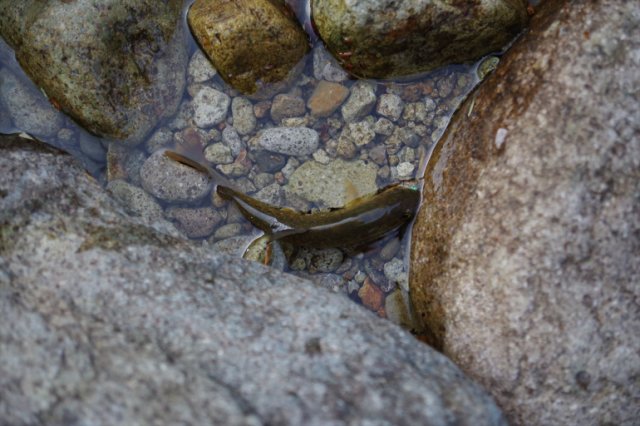 IMGP9155_R