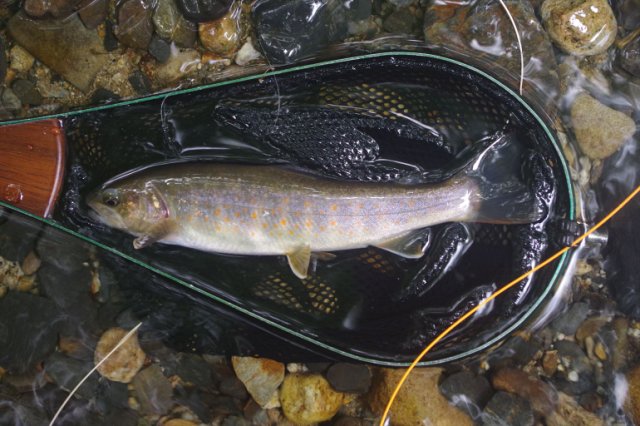 IMGP9802_R