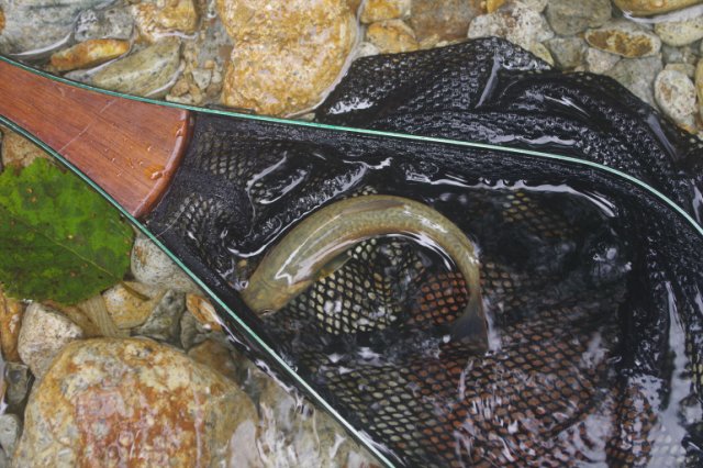 IMGP9938_R