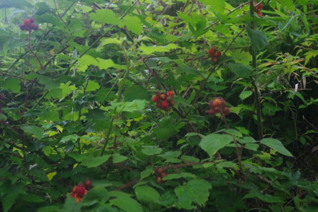 IMGP0003_R