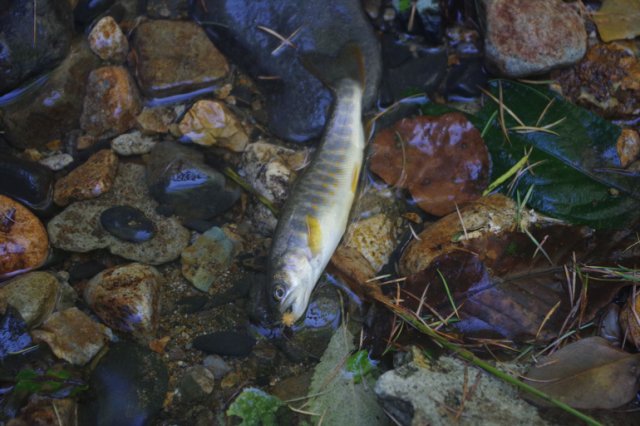 IMGP0490_R