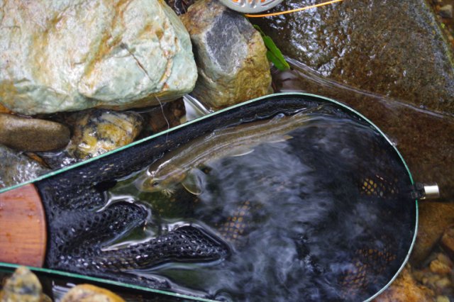 IMGP1168_R