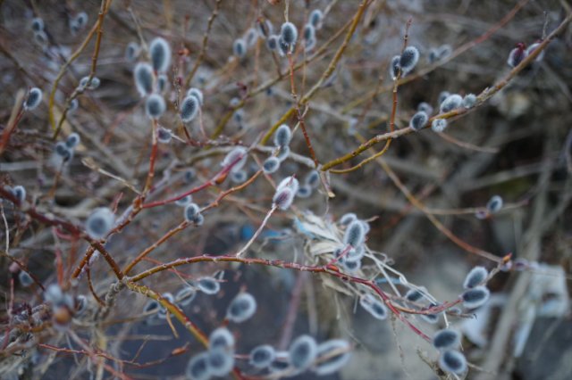 IMGP2943_R