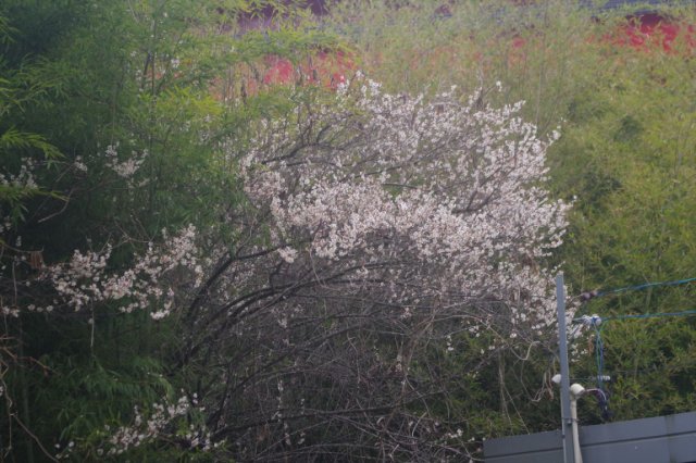 IMGP3354_R