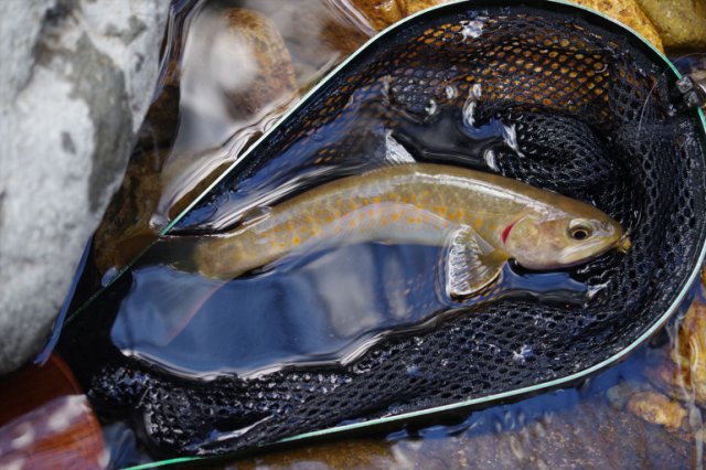 IMGP3921_R