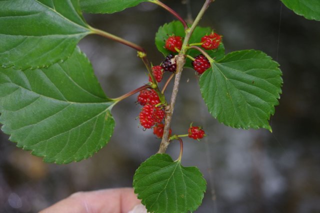 IMGP5563_R