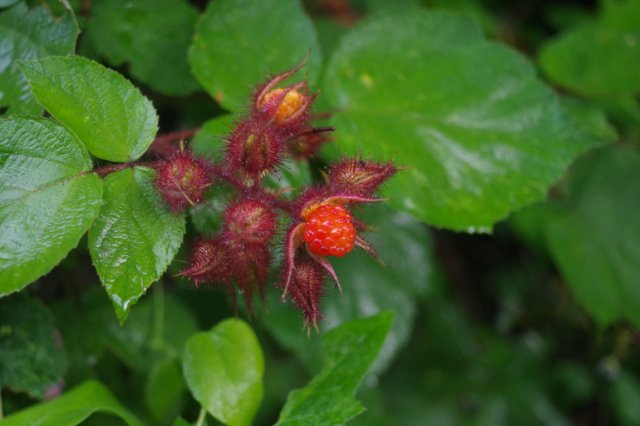 IMGP6485_R