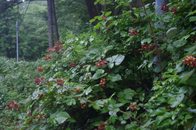 IMGP6489_R
