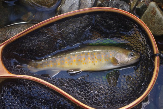 IMGP7407_R
