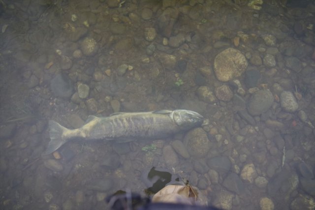 IMGP7785_R