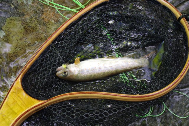 IMGP0885_R
