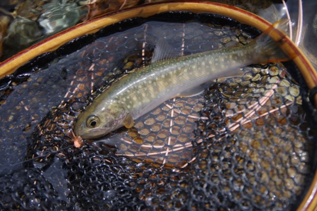 IMGP9815_R