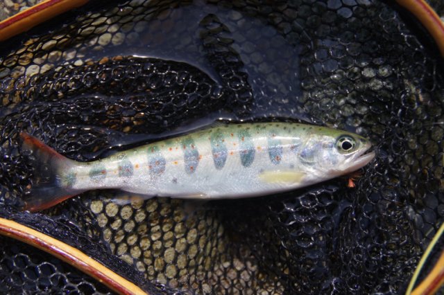 IMGP9917_R
