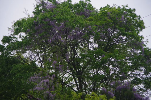 IMGP0104_R