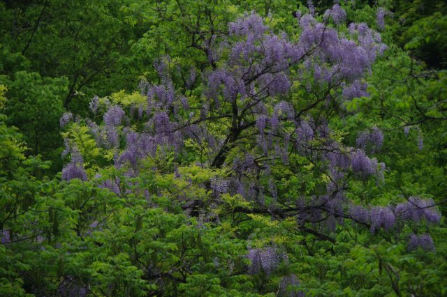 IMGP1384_R