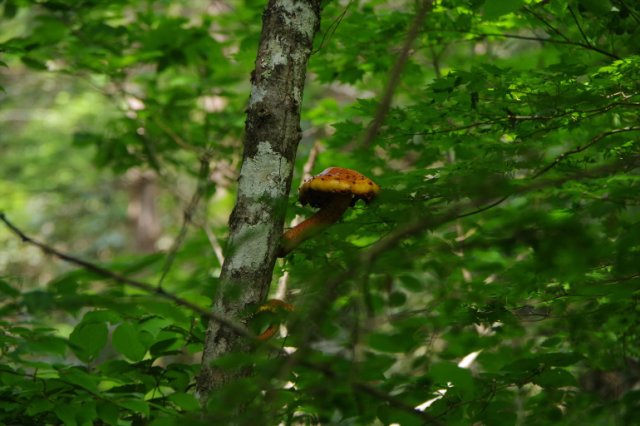 IMGP2037_R