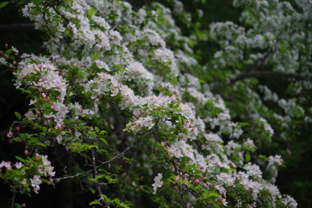 IMGP5021_R