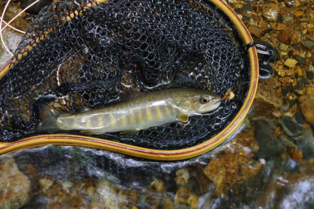 IMGP5859_R